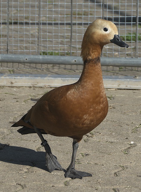 行的